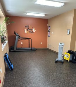 Blog 5 All good pets rehabilitation for pets